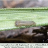 chazara persephone larva l1 daghestan 1